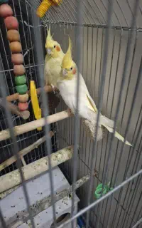 عروس هلندی نر وماده آلبینو