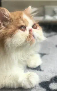 گربه پرشین بایکالر سوپر فلت دوسر شجره پسر