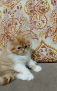 بچه گربه اسکاتیش پرشین
