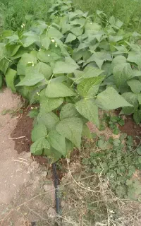لوبیا سبز ارگانیک