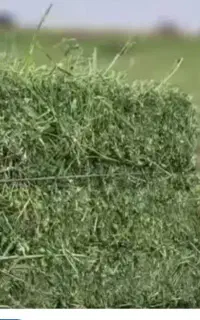فروش پرس یونجه خشک