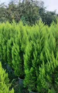 درختچه فضای باز لاوسون ،پالم ،یاس هلندی ، شمشاد
