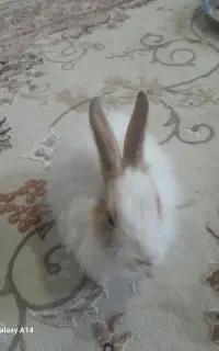 خرگوش کاملا سالم