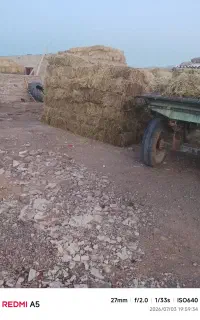 یونجه