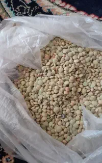 عدس کرنگ کالپوش