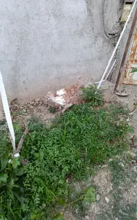 معاوضه با کبوتر