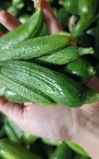 خیار برای خیار شور