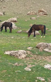 فروش اسب