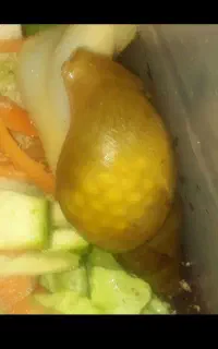 خزنده حلزون