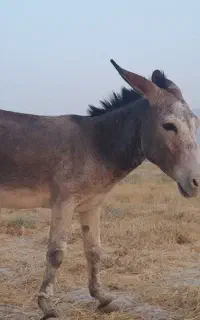 فروش یک راس خر