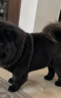 سگ چاوچاو