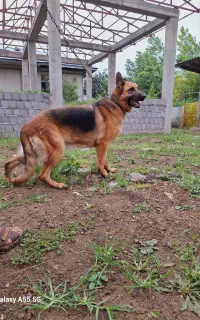 سگ ماده ژرمن
