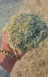 کاه لونجه