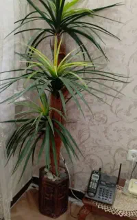 گل نخل مصنوعی ویک ساعت ایستاده