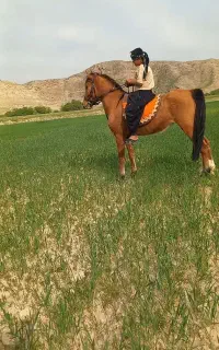 اسب مادیان عربی قد بلند همه چی تمام