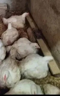 شاگرد *مرغفروشی*