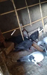 کفتر جوجه و ۲جفت بزرگه