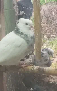 فروش کبوتر