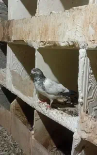 فروش کبوتر تی دی