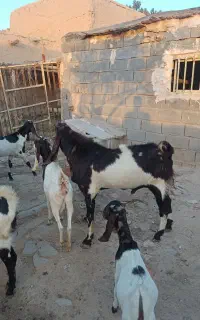 بز های پاکستانی