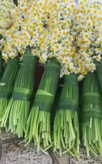 فروش پیازگل نرگس شهلا درجه ۱  خفر (شیراز)