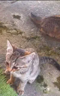 گربه مادر با ۴ تا بچه نازنین احساسی