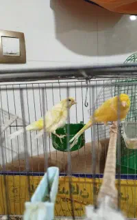 یک جفت قناری نر وماده