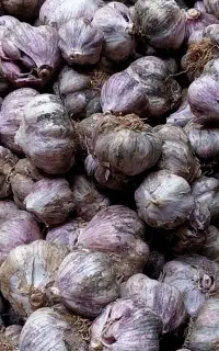 سیر تازه