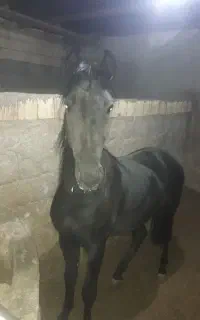 نریان ۳ساله به رنگ عشق نوه کامران