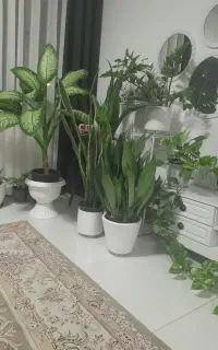 پذیرش نظافت