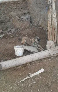 سگ خوبی هست
