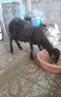 بره ۶ماهه
