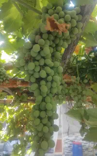 انگور غوره ای