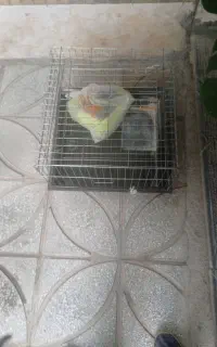 قفس خرگوش