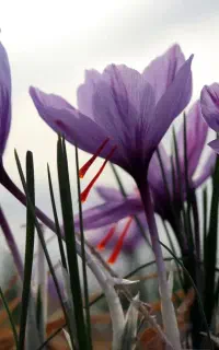 نیازمند راهنمایی در زمینه کاشت زعفران