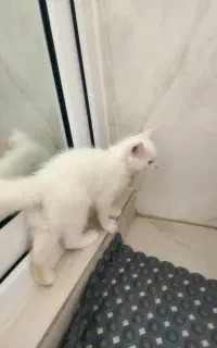 گربه دو رگه قاطی بریتیش اسکاتیش