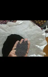 بذرشلغم‌زرد‌خارجی