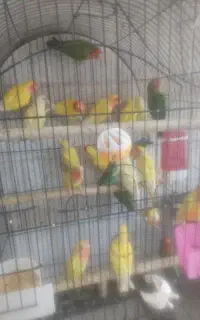 فروش انواع برزیلی در همه رنگ سخنگو دستی