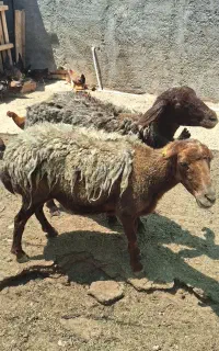 میش دوقلوزا  ۲ عدد