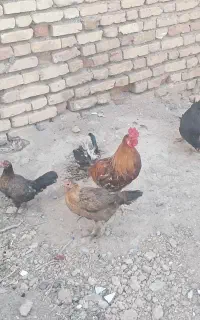 مرغ محلی اصل تخم گذار