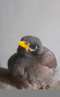 مرغ مینا جوان