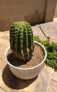 فروش کاکتوس غول پیکر تریکوسرئوس