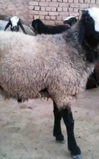 چند عدد میش بره شال