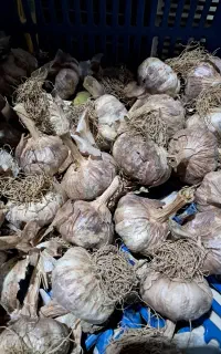 سیر درشت بذری