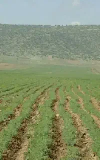 سرکارگر زمین های کشاورزی