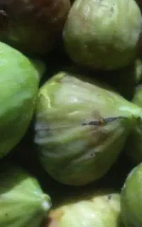 انجیر