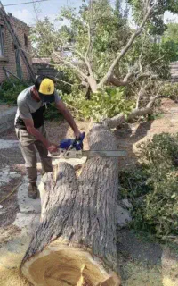 خرید درخت وچوب سقفی در باغچه و حیاط،به صورت  نقد