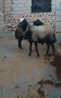 شیشگ دودندان