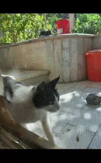 گربه نیمه خونگی