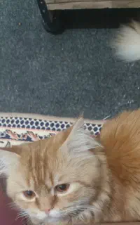 گربه گمشده